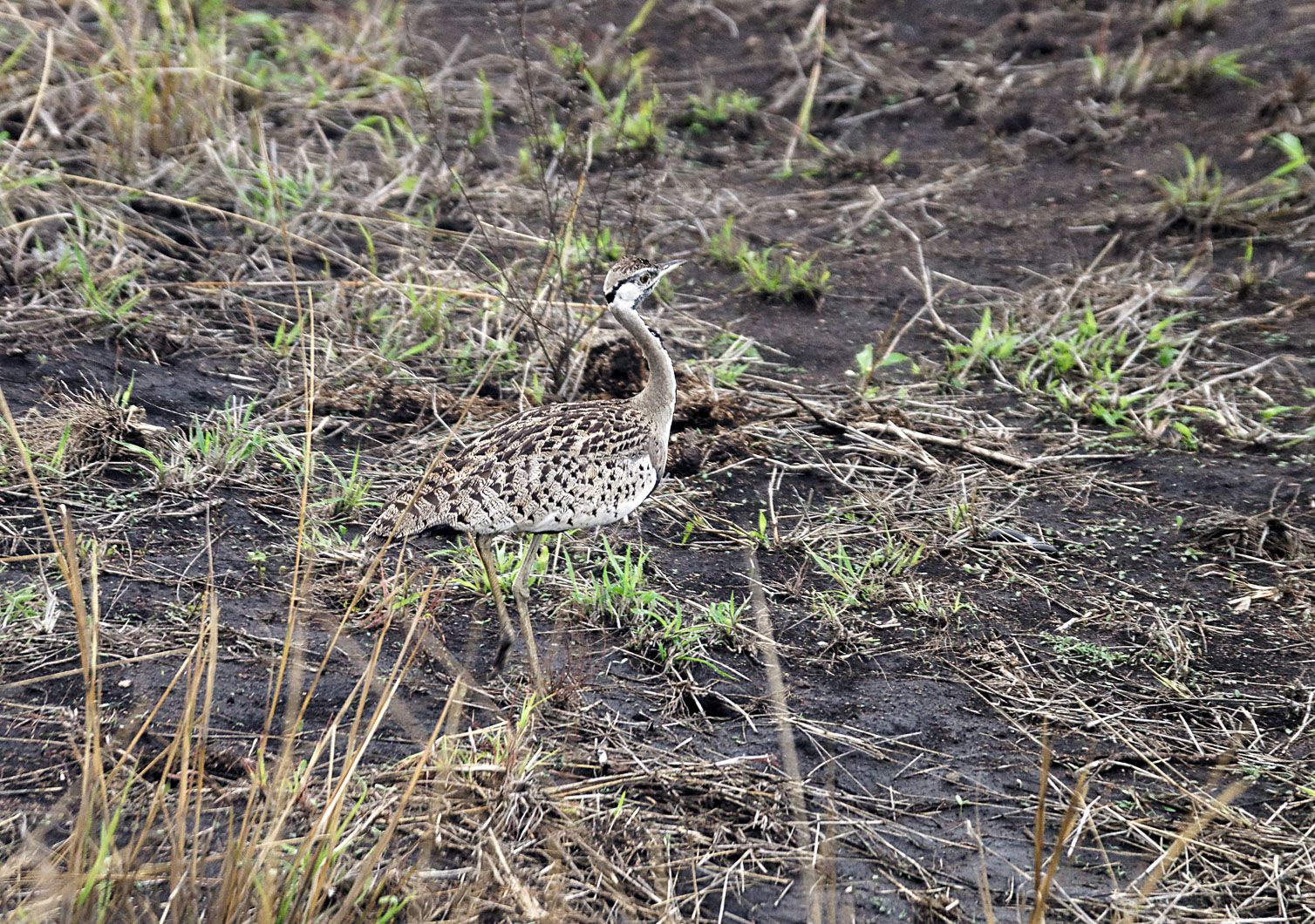 20161112 075057 Schwarzbauchtrappe